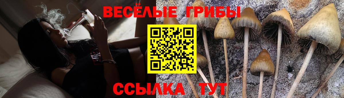 Боровичи  Псилоцибиновые грибы Psilocybe  Вход с VPN 